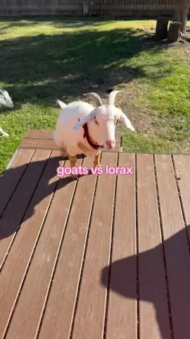 The goats do not like the lorax but they do appreciate his work with the trees (they love to eat leaves) #lorax #danceteacherlife #goatmom 