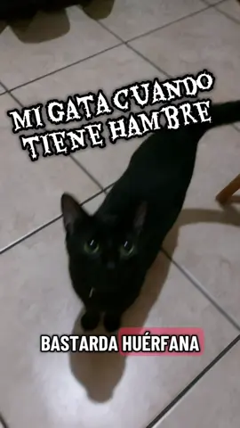 en el fondo ella me ama 🐈‍⬛✨️🤣💖 #gatosnegros #gatos #mascotas 