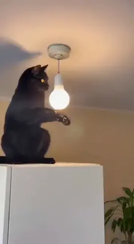 Black cat vs electricity. Round one: short circuit. 😼⚡ #funnycat #electriccat #catvideo #blackcat #viral        