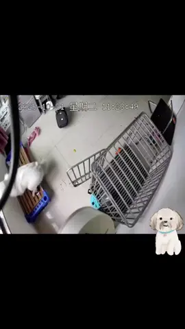 #seguridadcanina   #accidentesdemascotas  #mascotas #Rescate #amoamimascota  TESTIMONIO: ¡Estaba aterrorizada! Casi pierdo a mi cachorro para siempre... ¡Ayuda! 40 minutos y una carrera contra... ¡Salven a mi perro! En cuanto revisé la cámara de seguridad mientras holgazaneaba en el trabajo, ¡se me fue el alma! ¡Tunton tenía un cubo de plástico atascado en la cabeza! No sé cuánto tiempo estuvo atascado, se revolvía como un pollo sin cabeza, sintiendo que el cubo se le apretaba cada vez más... Rápidamente le pedí permiso a mi jefe y corrí a casa. ¡El viaje de 30 minutos se me hizo eterno! (En ese momento, extrañaba muchísimo mi casa, estaba justo al lado de la oficina). Cuando casi estaba en casa, mi pareja vio que el perro no se movía en la cámara de seguridad y me llamó: 