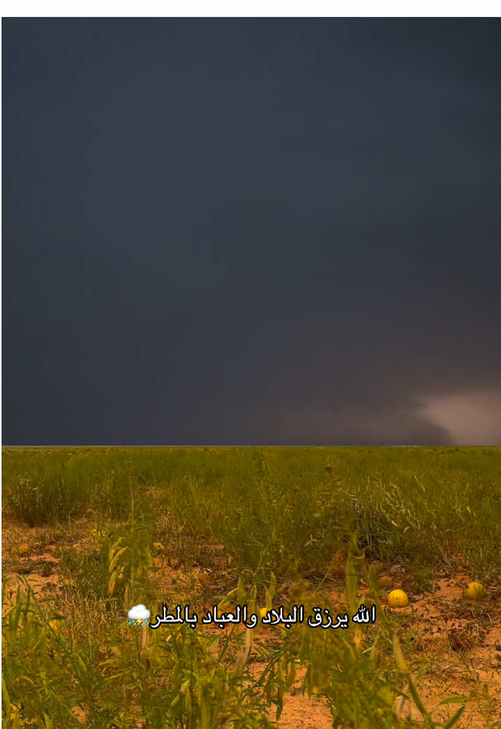 #الوسم #الشتاء #المطر #مكشات #أكسبلور 