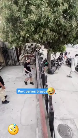 Cuidado perros bravos ✌️😅