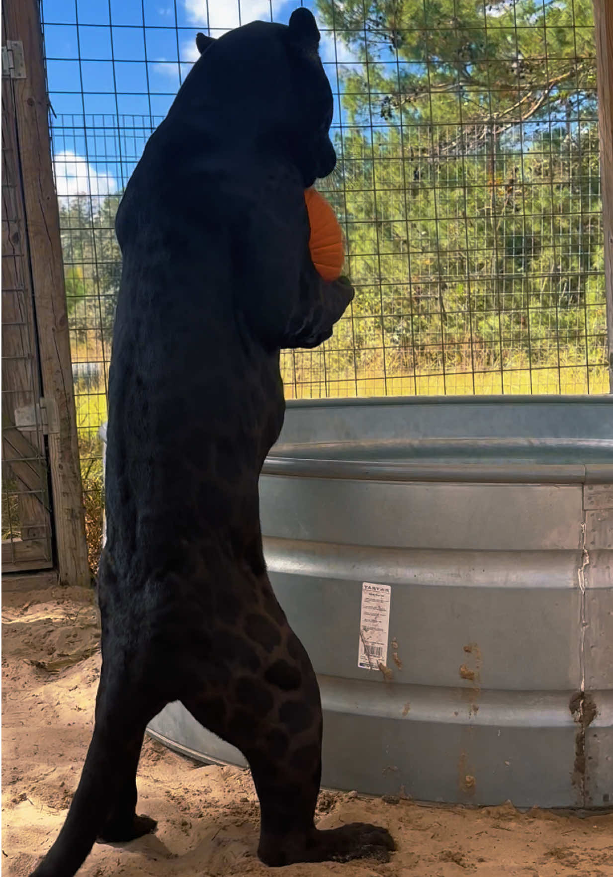 Gemini’s pumpkin dunk 🎃 