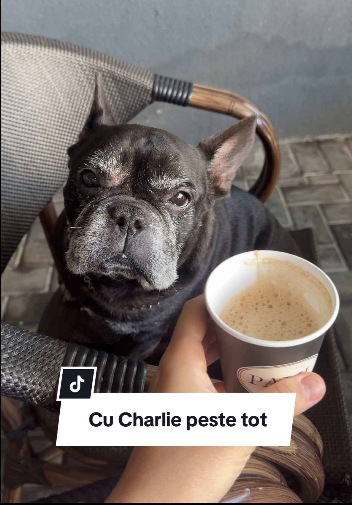Replying to @CozzyRST poti sa nu ai animale de companie, dar nu poti avea o lume fara animale de companie 🤷🏼‍♀️ #petfriendly #bulldogfrancez @Robert Baciu 