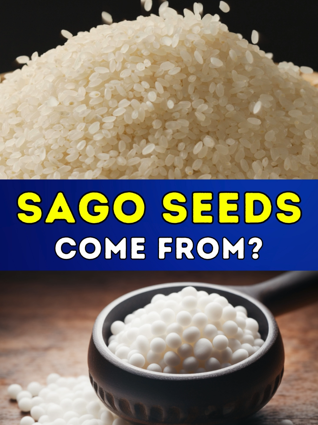 غذائیت سے بھرپور ساگو دانہ کونسے درخت سے حاصل ہوتا ہے؟ #GeoDigital