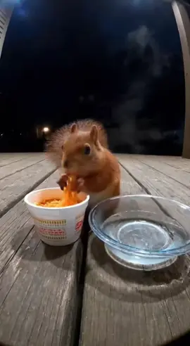 Động vật đáng yêu #xuhuong #animals #petcute #PetsOfTikTok #funnyvideos 