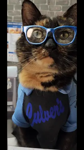 #KokonutCat is hard at work making your order. What did you order?  @Culver’s #FunnyCat #CatsOfTiktok #Miniature #CurdSweepstakes 