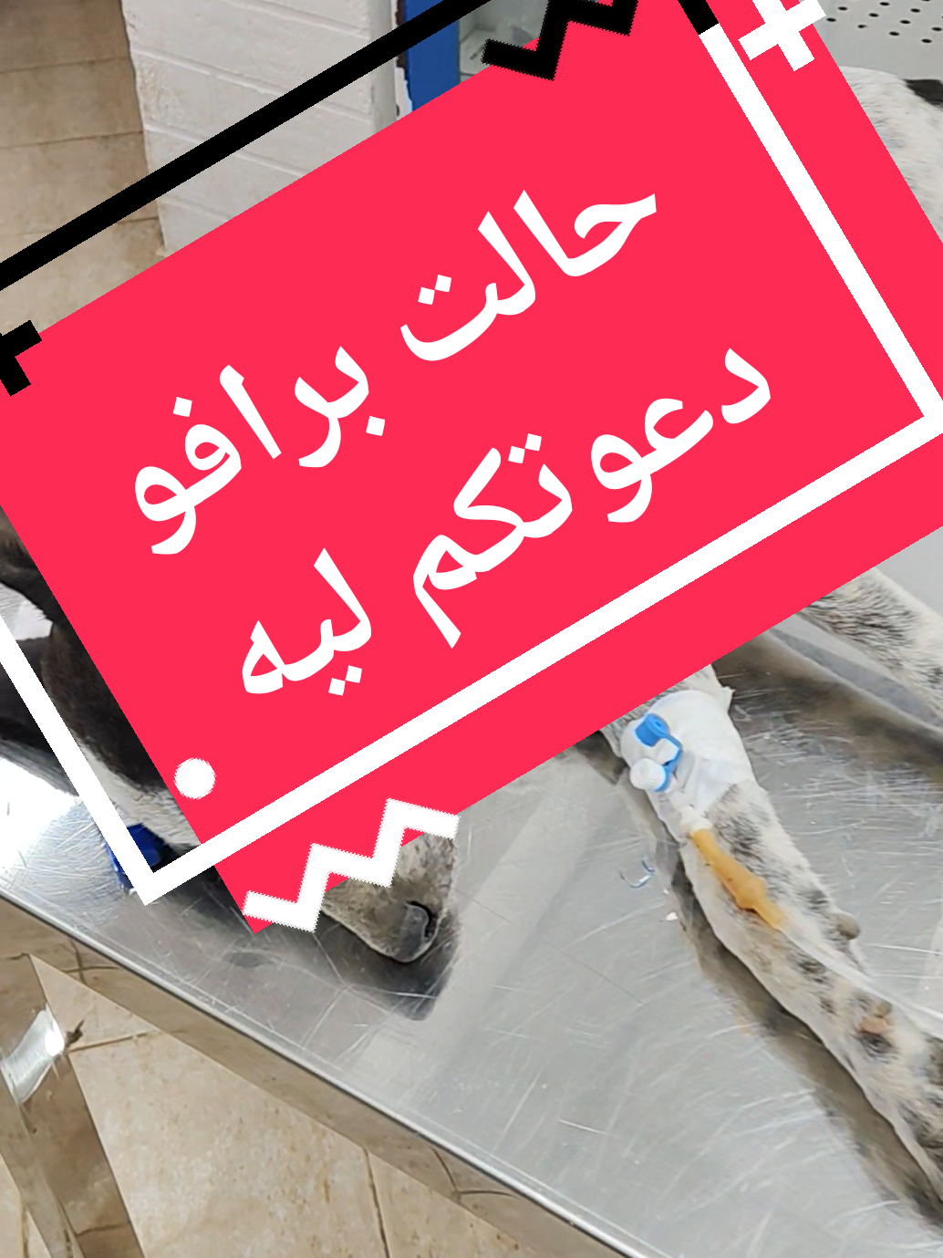 اكثر فيرس مومميت للكلاب  ربنا ينجيه ان شاء الله  #كلاب #قطط #قطط_كيوت #قطط_مضحكة_لطيفة #dogs 