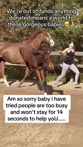 We're out of funds anything donated means a world to these gorgeous babies🥹🙏 Every kind comment would mean a world to me #horses #shelter #sanctuary #animalsoftiktok #horselovers
