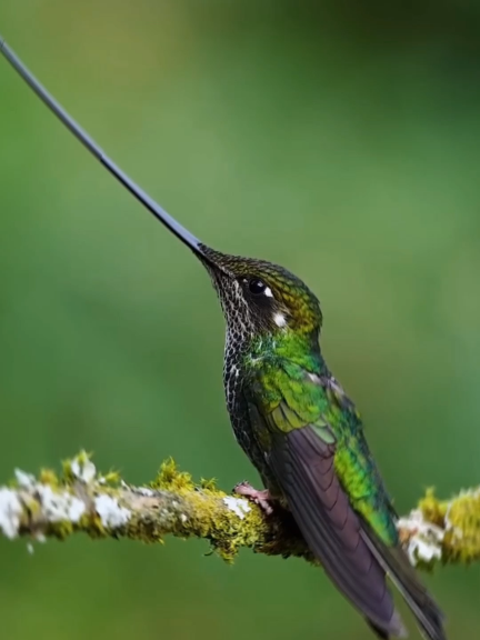 Longest Beak compares to body 😱 #nature #wild #facts #DidYouKnow #mindblowingfacts 