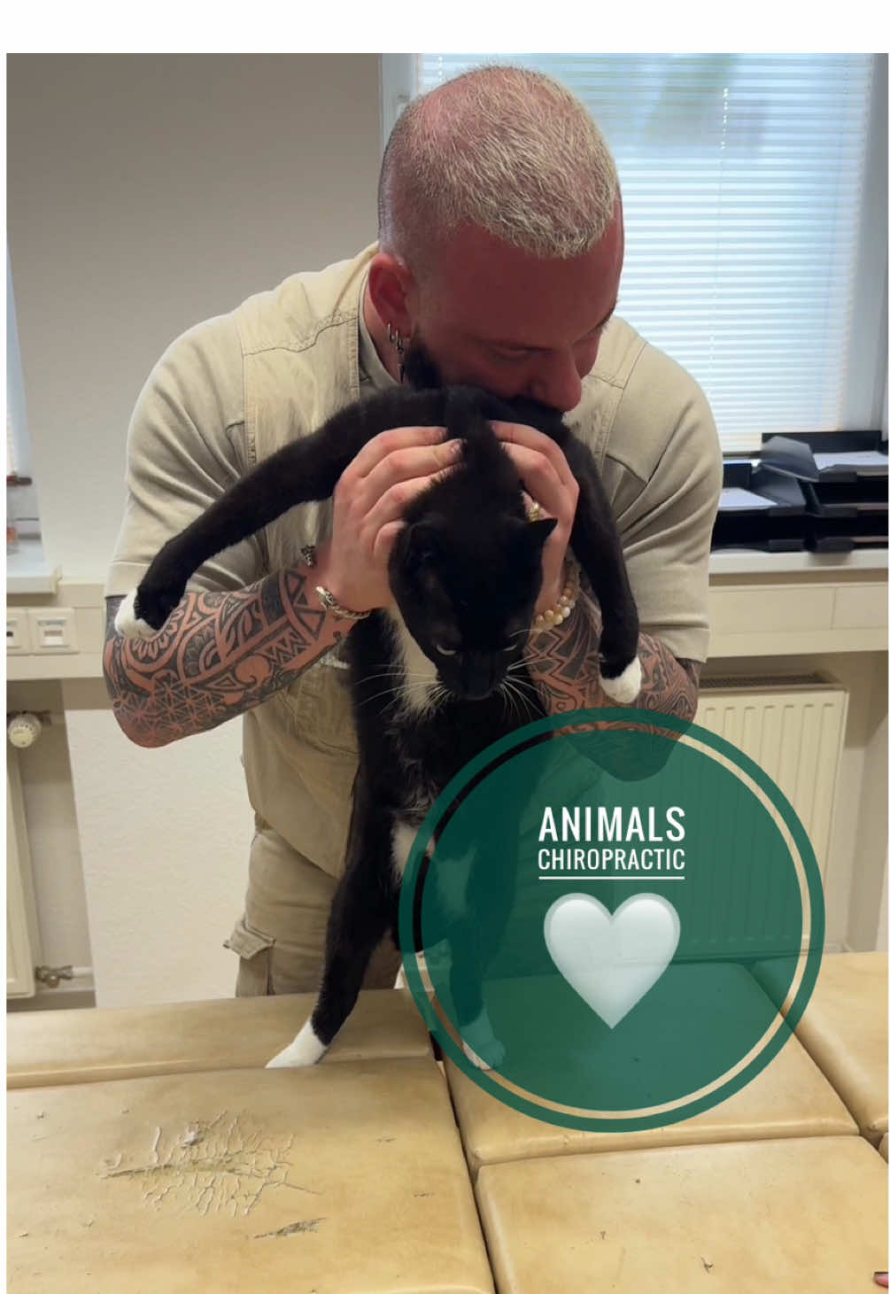 Cat with back pain 🥹🥹🥹 • • • #foryou #asmr #animal #chiropractortiktok #hundeauftiktok 