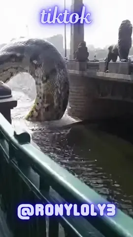 #ترندات_تيك_توك #اكسبلووووورررر #ترند #asmr #اكسبلور  التعبان إبن ال***🤫🤫🤭🤭😜🤪😂😂😂😂