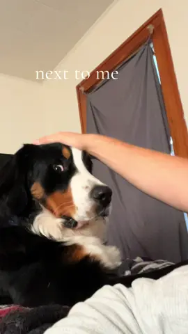 show me your boy dogs😂🤎 #boydogmom #dogsoftiktok #dogmom #fyp #tiktok 