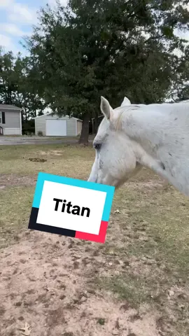 Every. Single. Day. Titan just lives in his own world doing whatever his horse brain thinks about. Not sure what that is though.  #ranch #farmlife #farmanimals #horse 