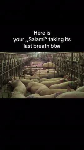 We created hell on earth #govegan #vegan #viral #animals 
