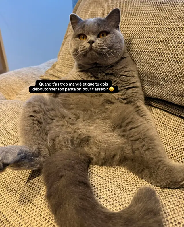 Le British Shorthair : une boule de poils calme, ronde… et totalement à l’aise dans des positions discutables. 🛋️ Race connue pour son flegme légendaire et sa capacité à s’asseoir comme un humain sans aucune honte. #britishshorthair #catsoftiktok #chat #relatable #comportementchat 