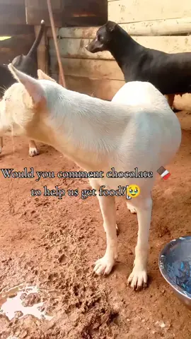 #vegan #dogrescue #animallover #dogoftiktok #fyp 