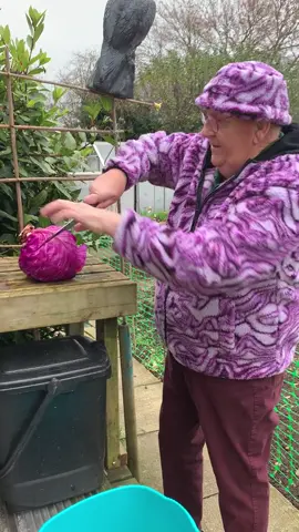 Throwback to cutting my red cabbage 🥬 #redcabbage #cabbage #vegetables #veg #gardening 
