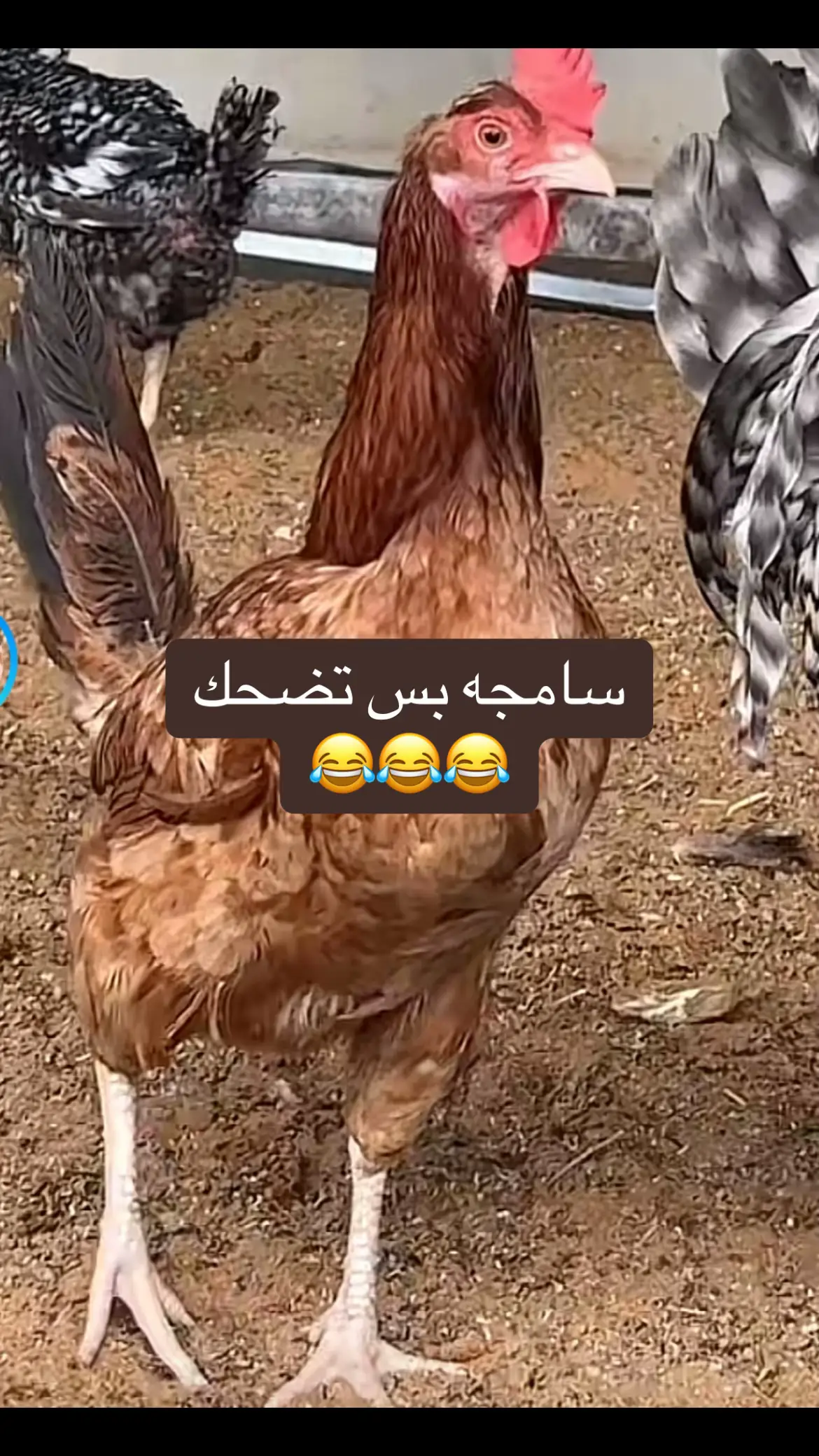 #نكت-ضحك#رياكشنات_مضحكه_منوعه❤😂 #اكسبلورexplore❥🕊 
