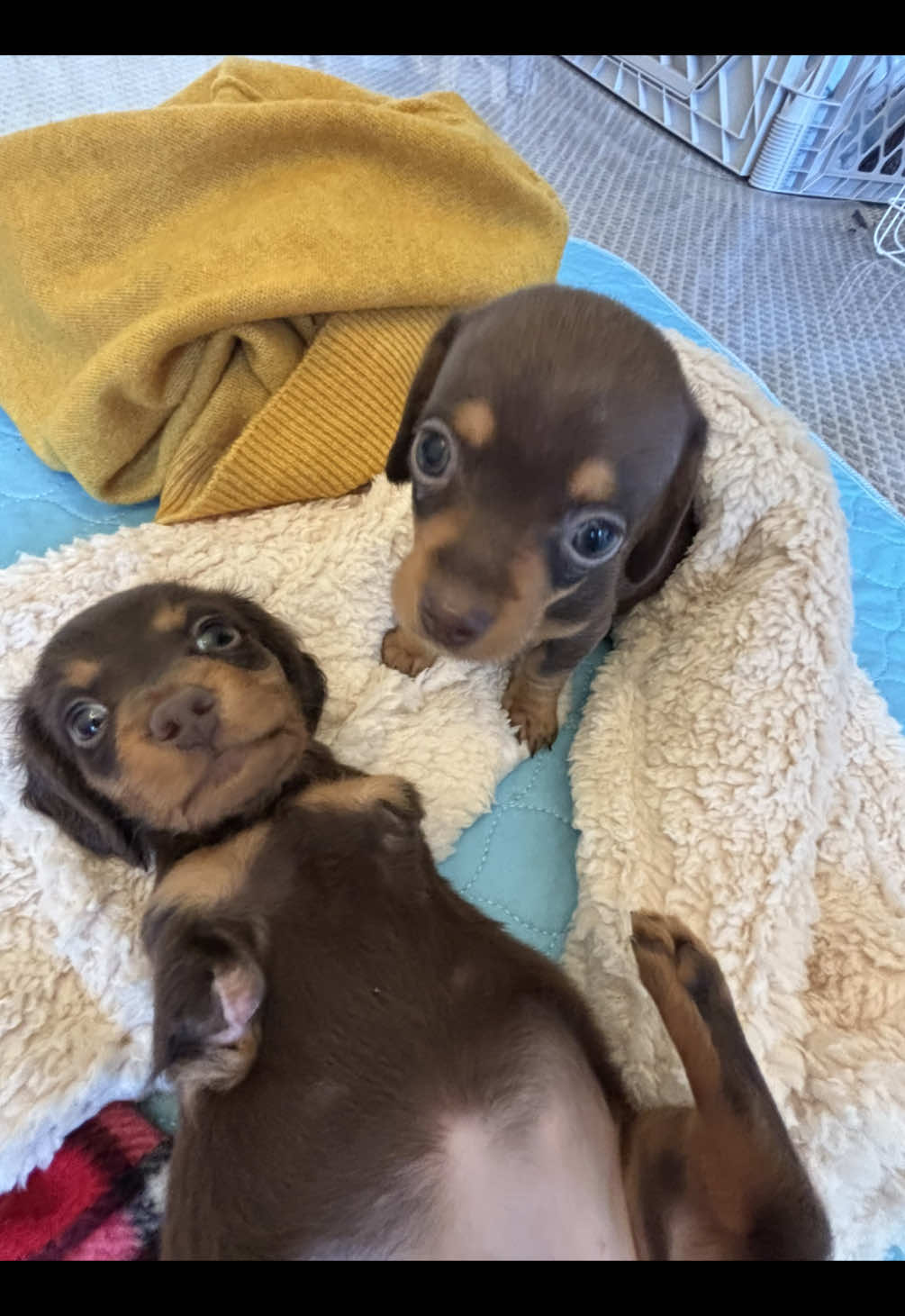 Epic play date for Matilda and Dia 🥰 Toys and naps and kisses and cuddles and of course snacks! 