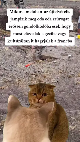 #Meme #MemeCut #CapCut #legyenforyou #fly 