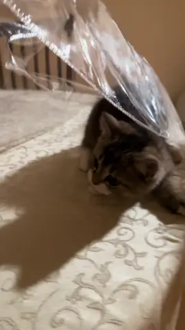 He loves being spooky #coco #kittycatsoftiktok #meow #spooky #silly 