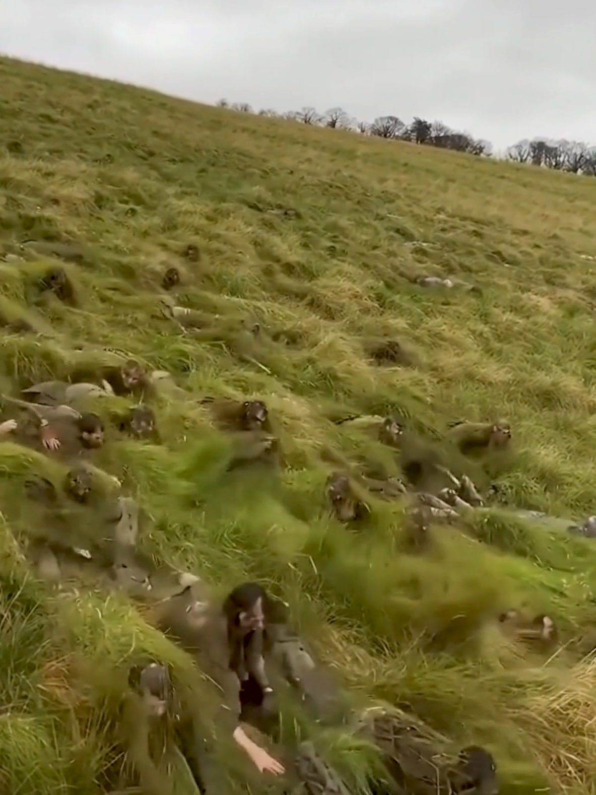 And so, the grass people begin their migration. #nightmarefuel #horror #scary 