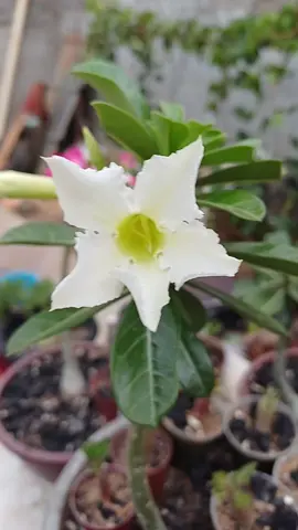 O adubo essencial para sua rosa do deserto.  Farinha de osso.