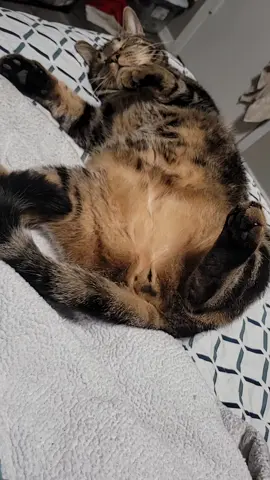 #paratiiiiiiiiiiiiiiiiiiiiiiiiiiiiiii #gato #viral 