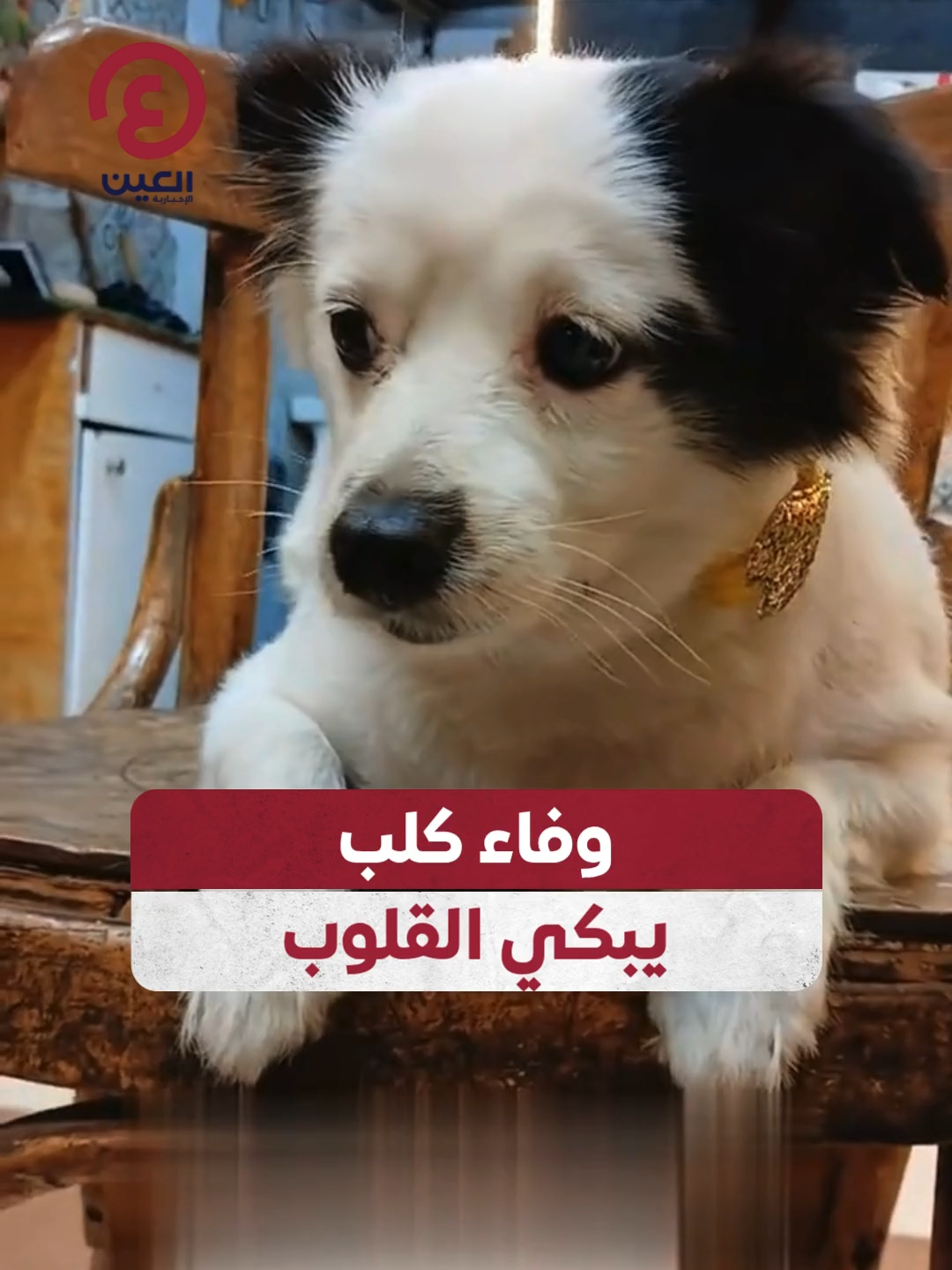 مالك متجر حيوانات ينشر فيديو لكلب حزين يبكي بسبب افتقاده لصاحبه  #عينك_على_العالم