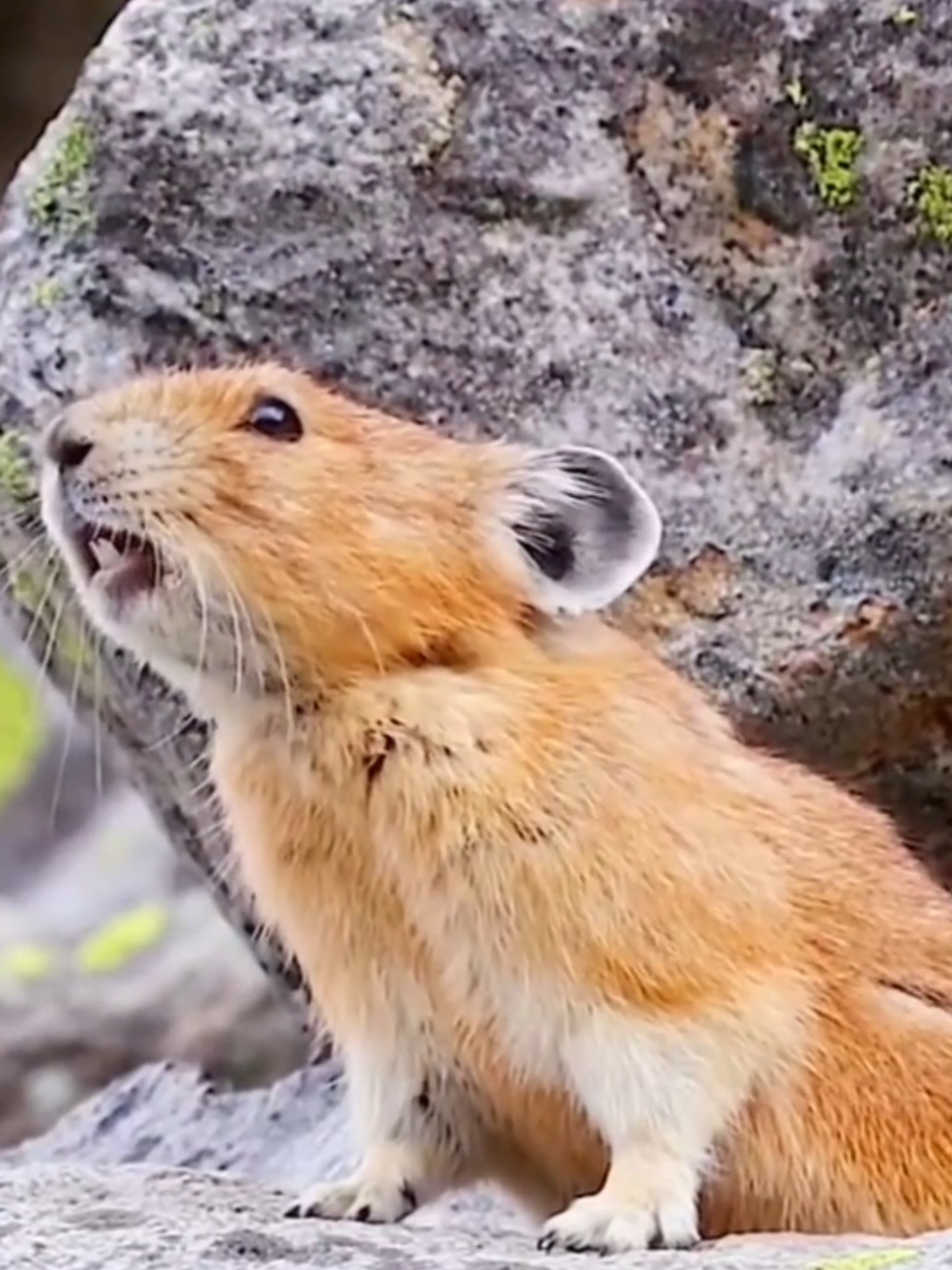 Amazing sounds of animals  #animalsworld #wildlife  #soundsofnature #fypviral  #unitedstatesofamerica🇺🇸 