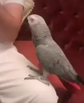 #smartbirds🐦🐦 #loveparrots❤️❤️❤️❤️😀😀🦜🦜 #lovebirds❤️❤️ #smartparrots😍😍😍 #loveparrots❤️❤️❤️❤️ 