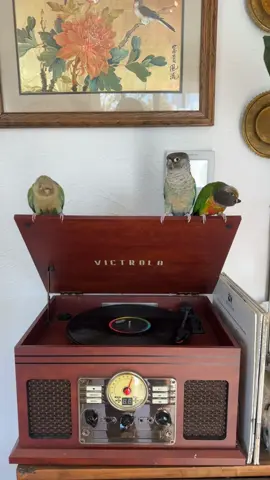 We in the club #clubbinglife #dancing #birds #foryou #vintage #records 