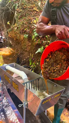 Gold Hog raptor catching all the gold #gold #goldmining #goldprospecting #goldrush #viral 