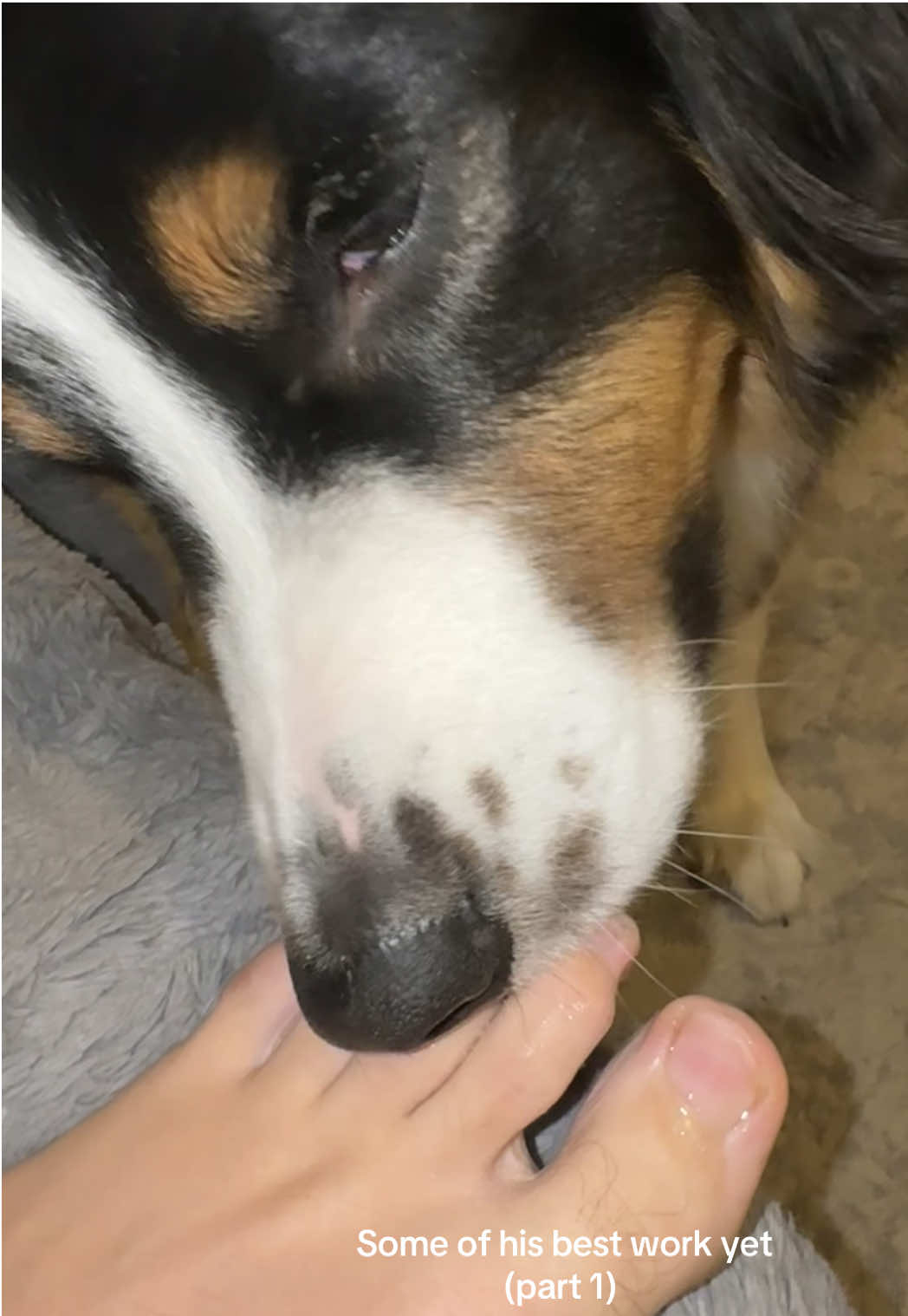 He’s back with another pet-icure!!! #beanthenailtech #dogasmr #aussie #asmr #dogdoingnails  (Disclaimer: no he does not swallow the nails and he is not being harmed, he weirdly likes to give people mani/pedis)  