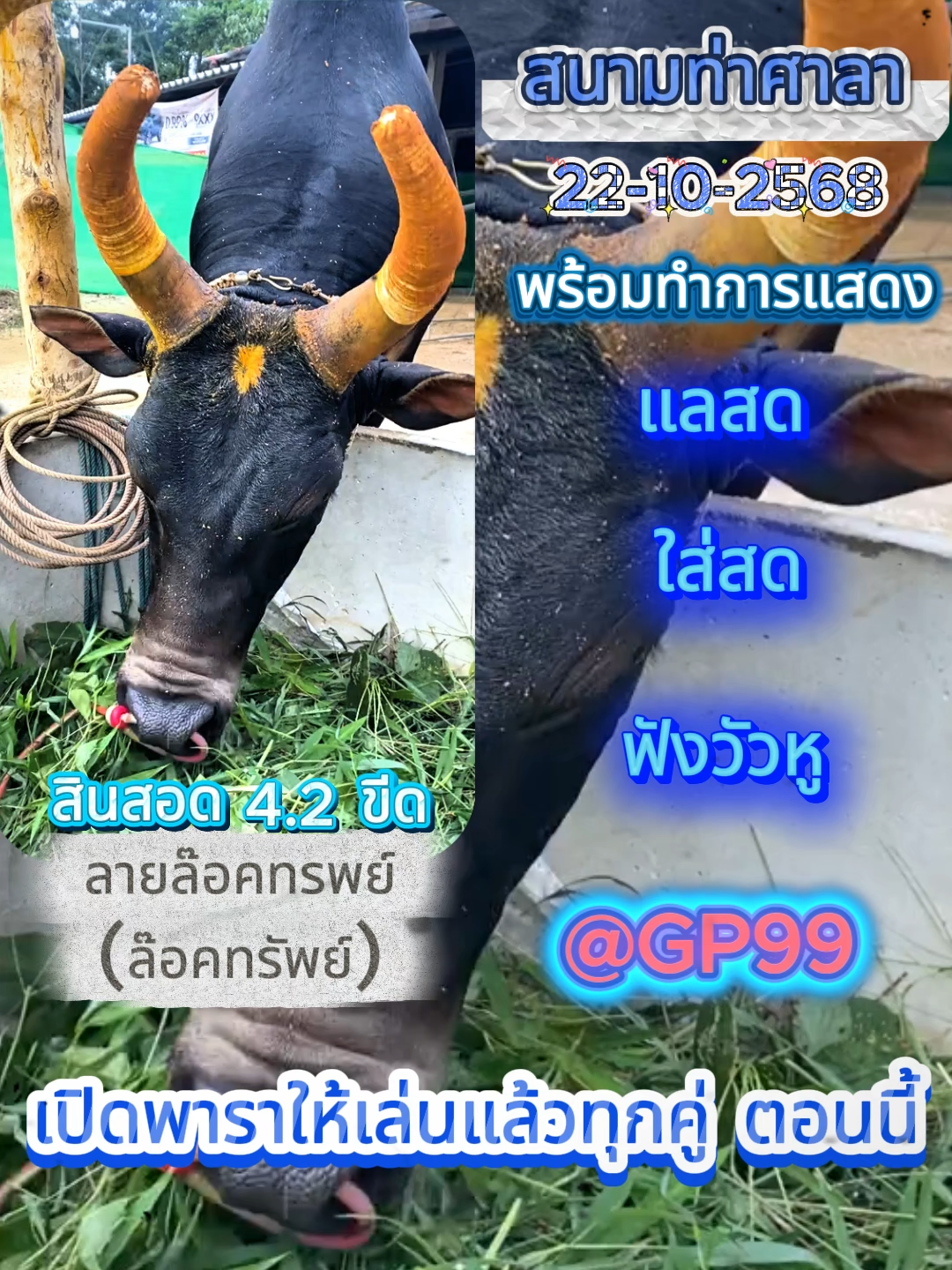 4.2 ขีด ณ. ท่าศาลา 22-10-2568 #คนรักวัว #วัวชนคนใต้ #วัวชน #วัวชนแดนใต้ #วัวชนคนสู้ #คู่เอก #ชอบวัวชน #วัวชนภาคใต้ #เทรนด์วันนี้