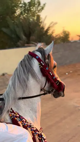 #شيخه#ماشاءالله #خيل_وخياله🐎 #اكسبلورexplore #المنعطف_الاخير 