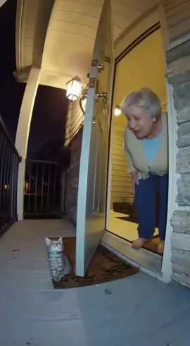 Baby kitten brutally takes and unexpected turn #catlover #sora #xyzbca  #unexpected #fail 