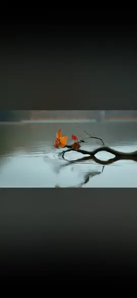 #visual #cinematic #clips #shorts #animated  🥀 