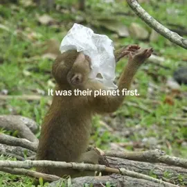 #globalwarming #endangeredspecies #animals #planet #savetheearth 