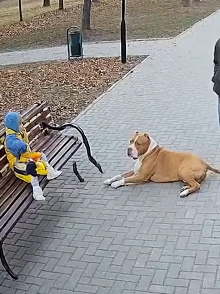 This pit bull save this kid#fypシ゚viral🖤tiktok