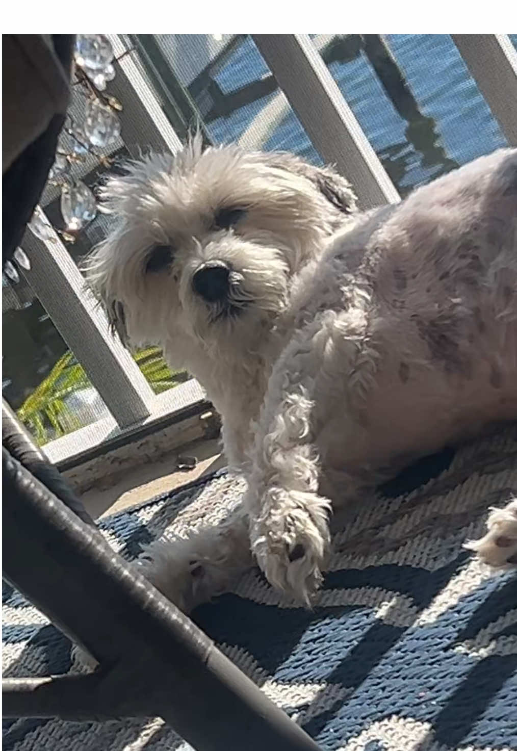 #dumbjoke #obnoxious #funny #laughing #funnydogvideos 