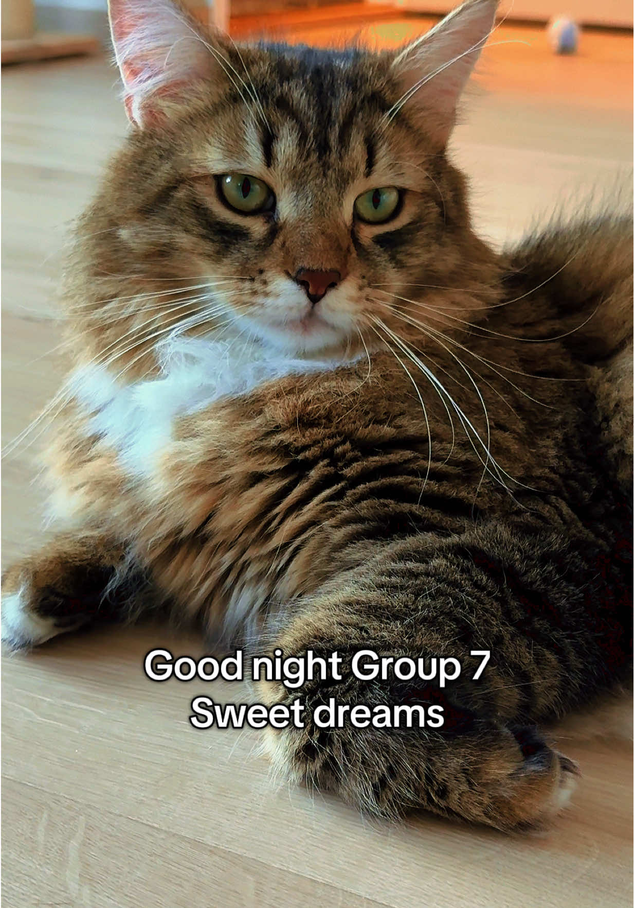 Good night gang, see you tomorrow🫡 #group7 #fyp #cattok #catsoftiktok #Group7 