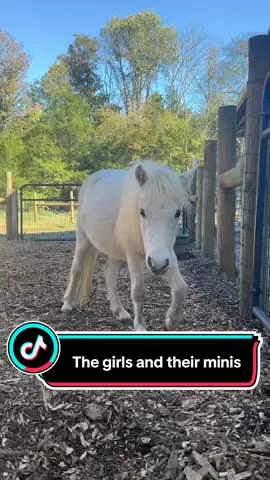 Do the girls have a perferred pony #farm #farmtok #horse #horsetok #minihorse 