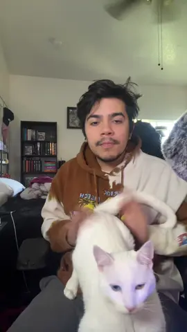 #catsoftiktok #cat #kitten #kittensoftiktok #cattok 