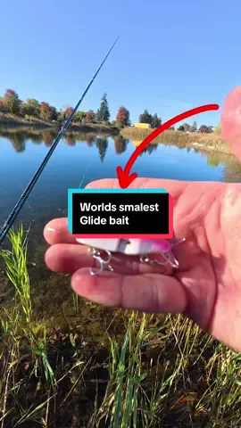 I Fished with the Worlds Smallest Glide Bait #fishing #fishingvideos 