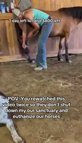 POV: You rewatched this video twice so they don't shut down my our sanctuary and euthanize our horses. #HorsePlus #ADOPTED #DynamicDuo #Endanimalabues #JusticeForTWH #JusticeForTWH 