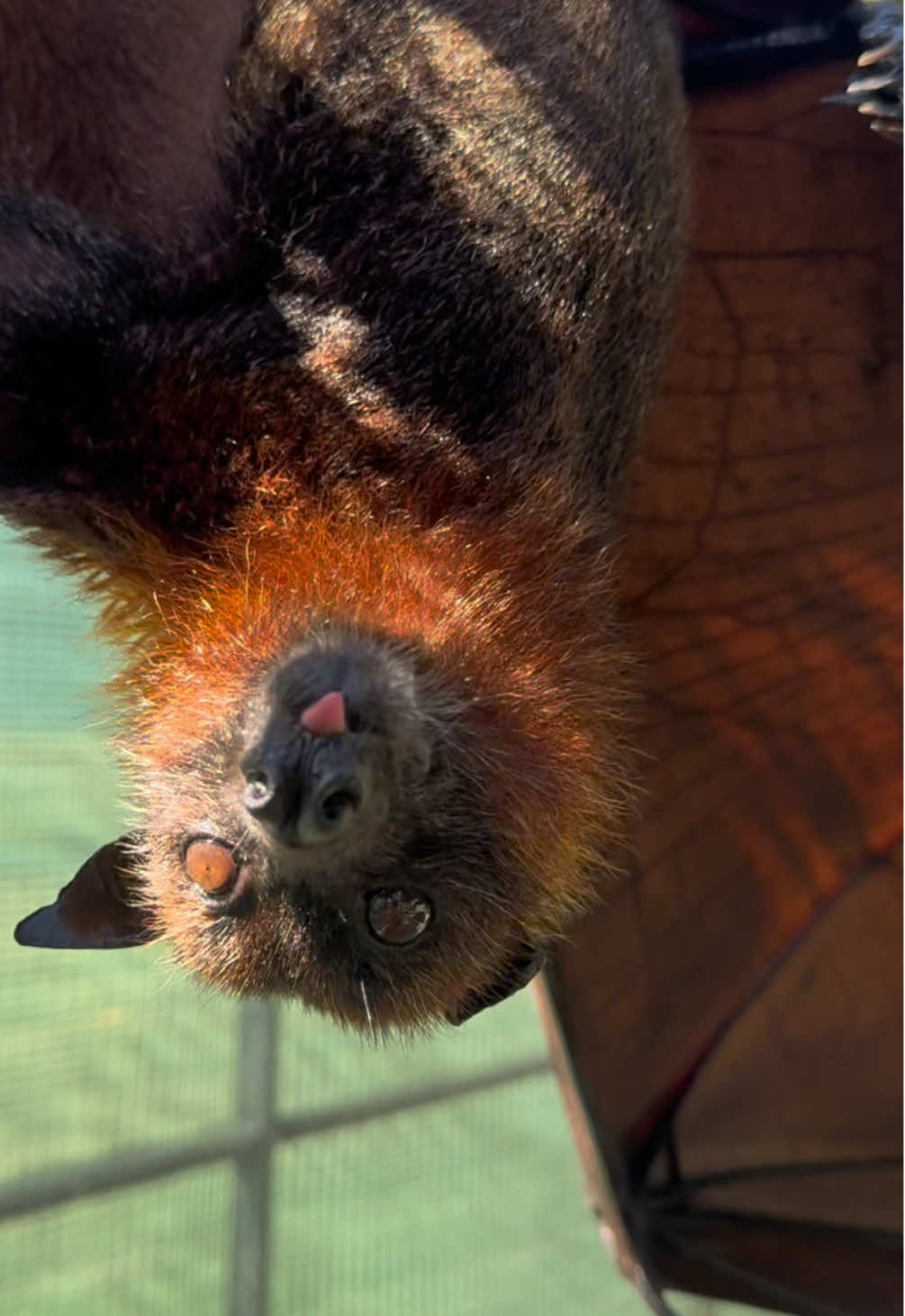 Malayan Flying Fox, Snoopy, is here to report an important message. Batfest is only four days away!! 🦇 🗣️ #bat #animals #nonprofit #cute #fypシ 