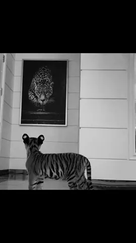 🩶 #foryou #fyp #global #abronxtale 