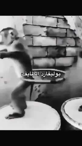 #قرود 